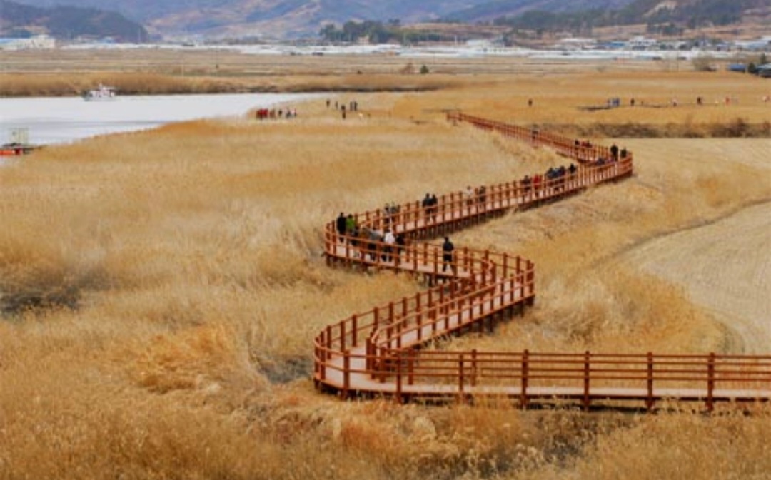 순천만 갈대 축제