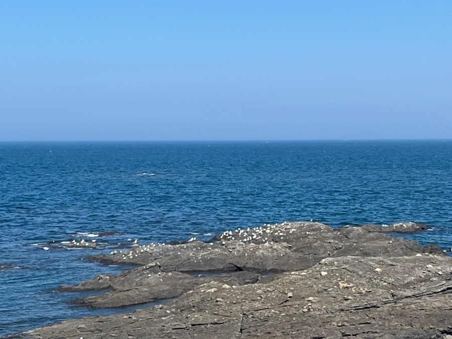 부안 수성당 유채꽃과 적벽강