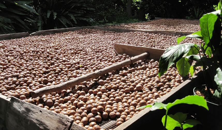 마카다미아 사진 - 11