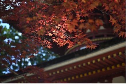 서울단풍명소 추천