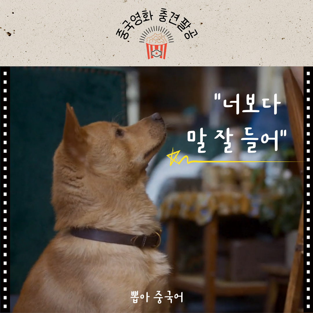 충견팔공