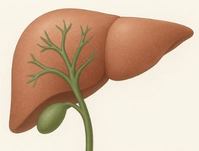 담도암 이란&amp;#44; 증상과 생존율은?