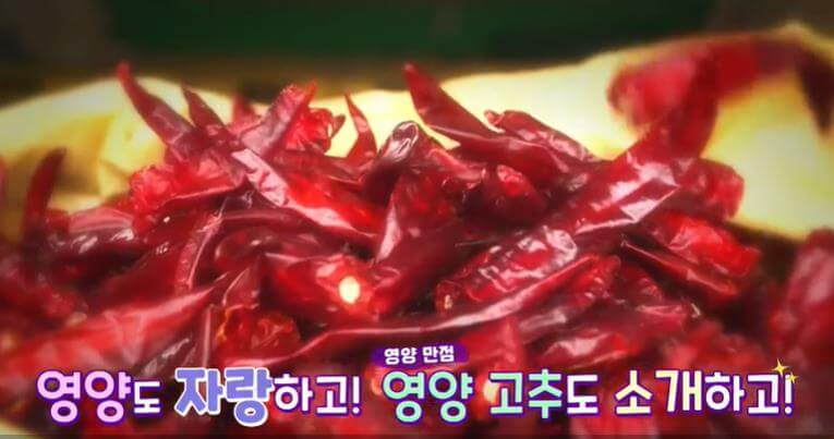 영양 고추