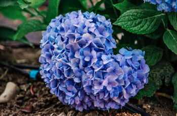 공주 수국축제 유구 색동 수국 정원_6