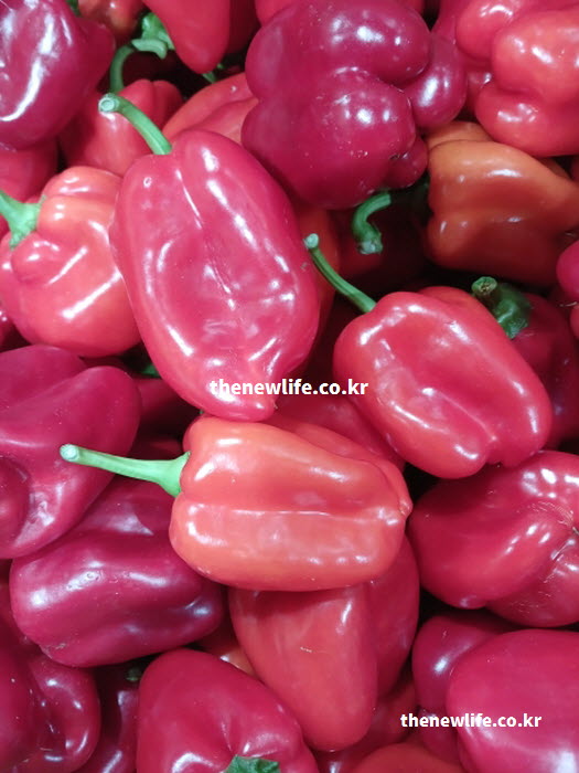 피망 효능의 핵심이 되는 비타민 C와 영양 가치를 돋보이게 촬영한 실사진