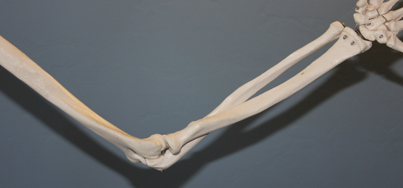 팔꿈치건강에 좋은 운동과 음식 알아보기