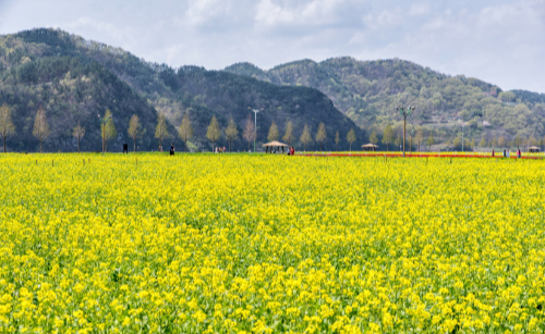 전국 유채꽃 명소 BEST5, 제주&middot;부산&middot;창녕&middot;고창&middot;구리 개화시기&middot;축제일정