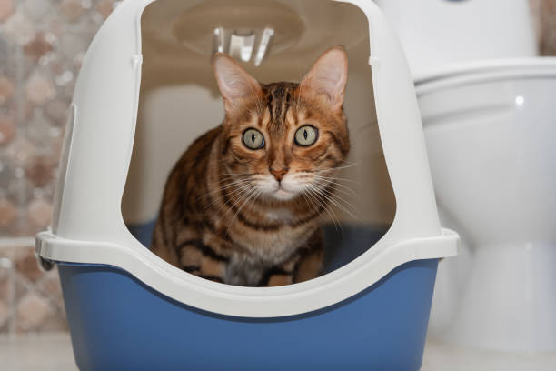 고양이 자동 화장실이 필요한 이유