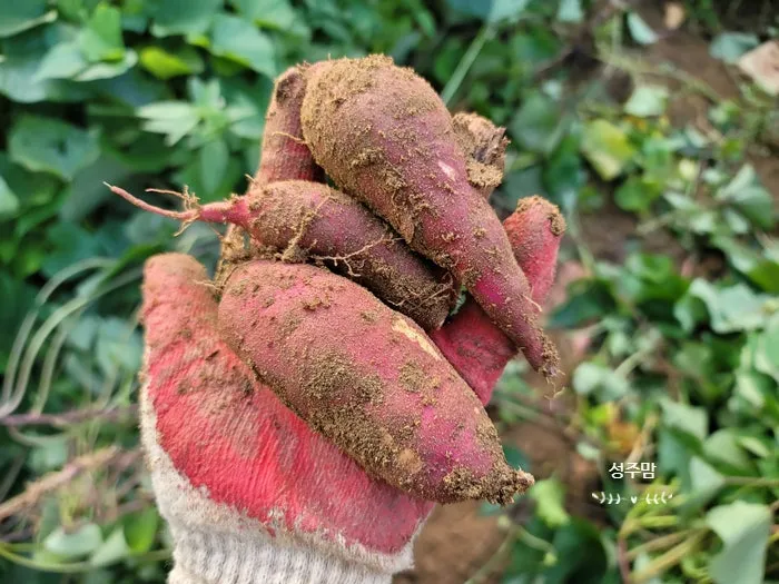 고구마 재배 파종시기 두둑 만들기 물주기 요령_5