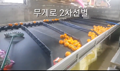 자연애단감