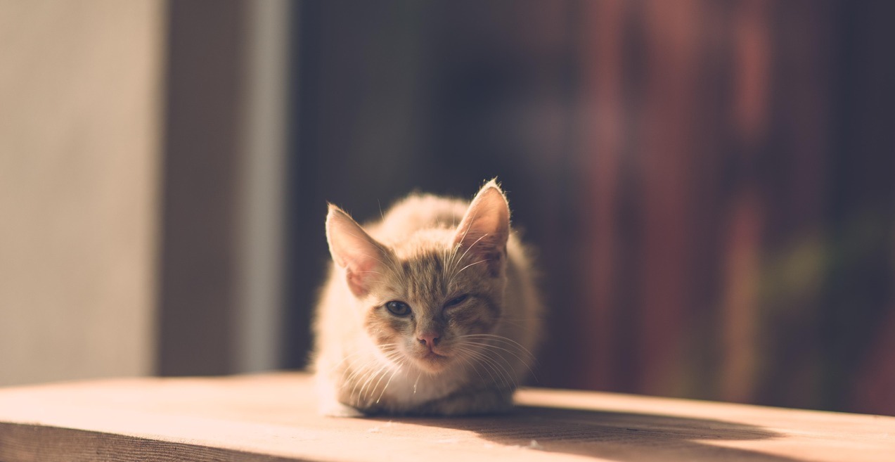 반려묘-입양과-유기에-대하여