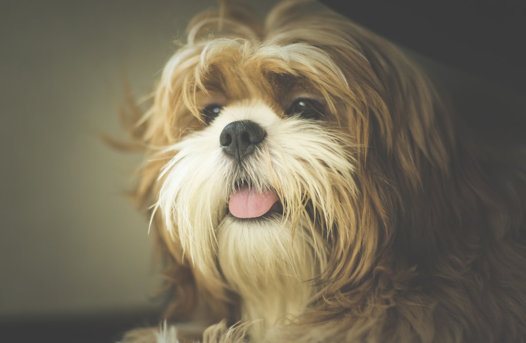 pup
