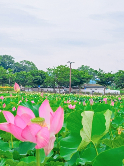 2025 부여 서동연꽃 축제
