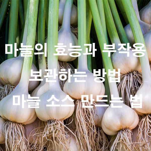마늘의 효능과 부작용 보관하는 방법 마늘 소스 만드는 법