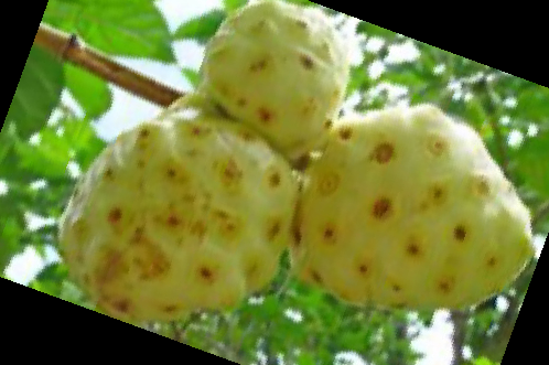 노니 효능 부작용 주스 복용법