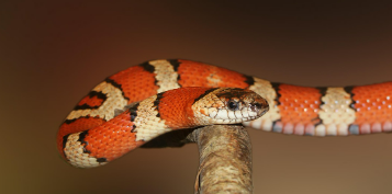 2025년 7월 뱀띠(생년별) 운세