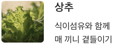 비타민K 많은 상추