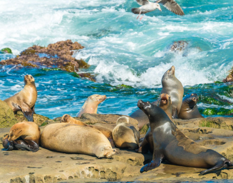 라호야 코브 스노쿨링 예약하기