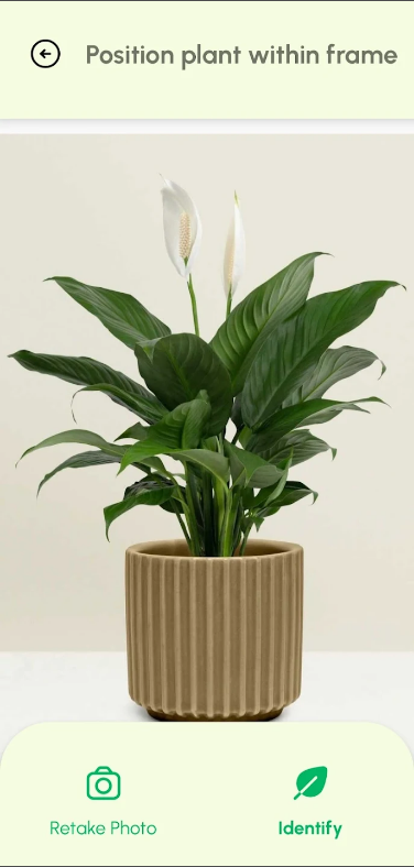 식물 식별 이름찾기 어플, 식물과 꽃 식별 하기