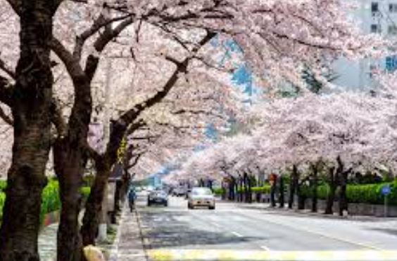  광안리 벚꽃 명소