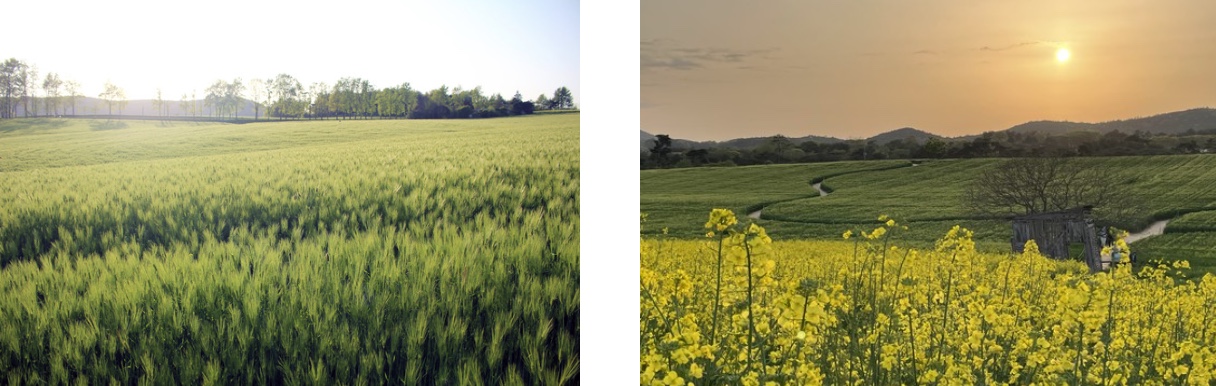 고창 학원농장 입장료 정보 총정리