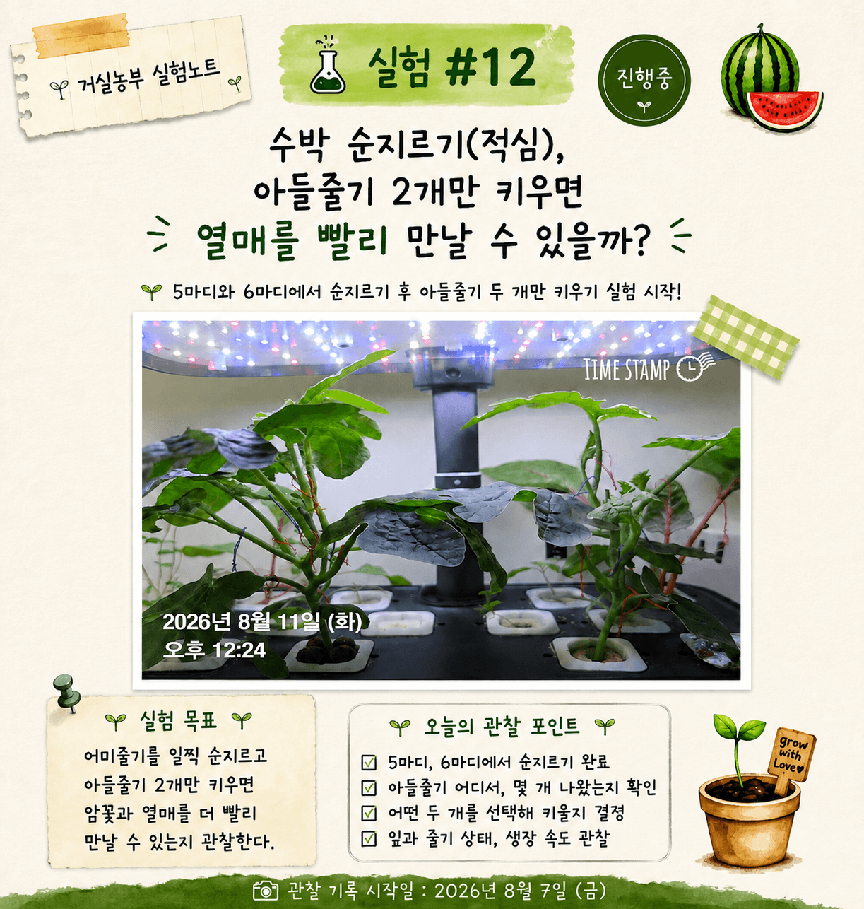 수박 순지르기 적심 후 아들줄기 2개 키우기 실험노트