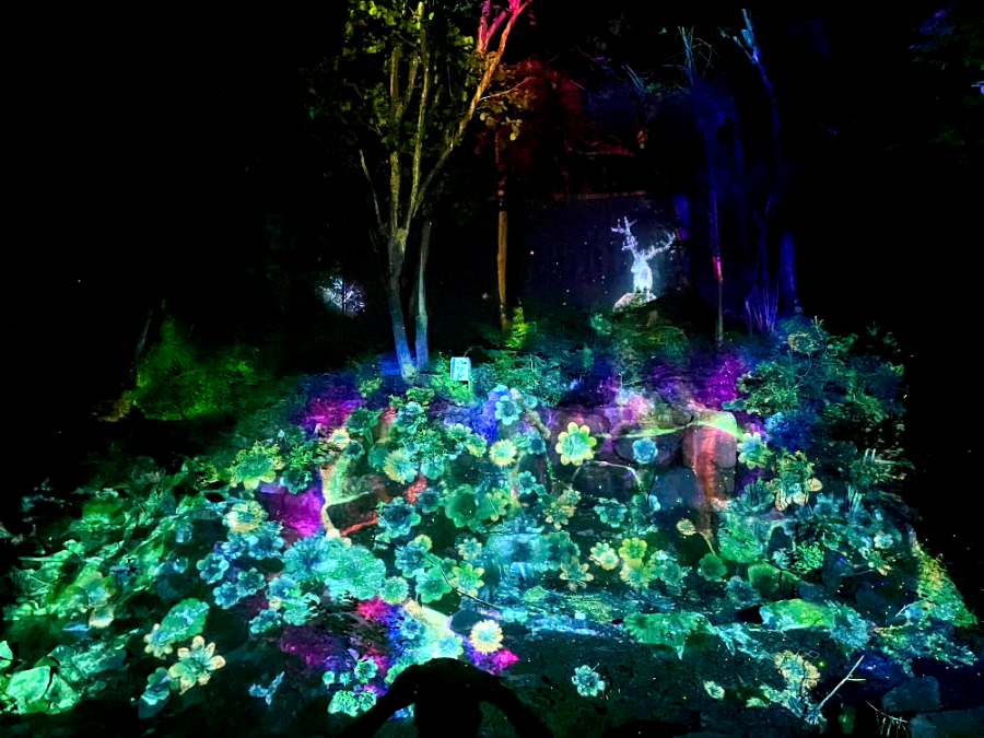 숲 속의 오케스트라3