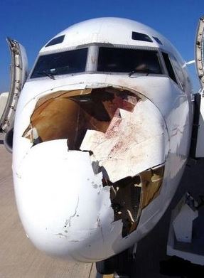 버드 스트라이크의 원인