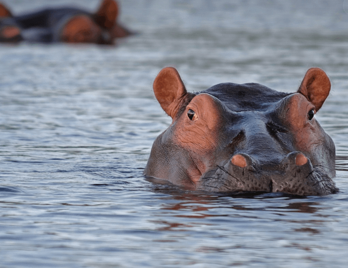 하마 나오는 꿈 길몽