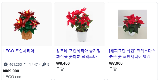 포인세티아의-가격