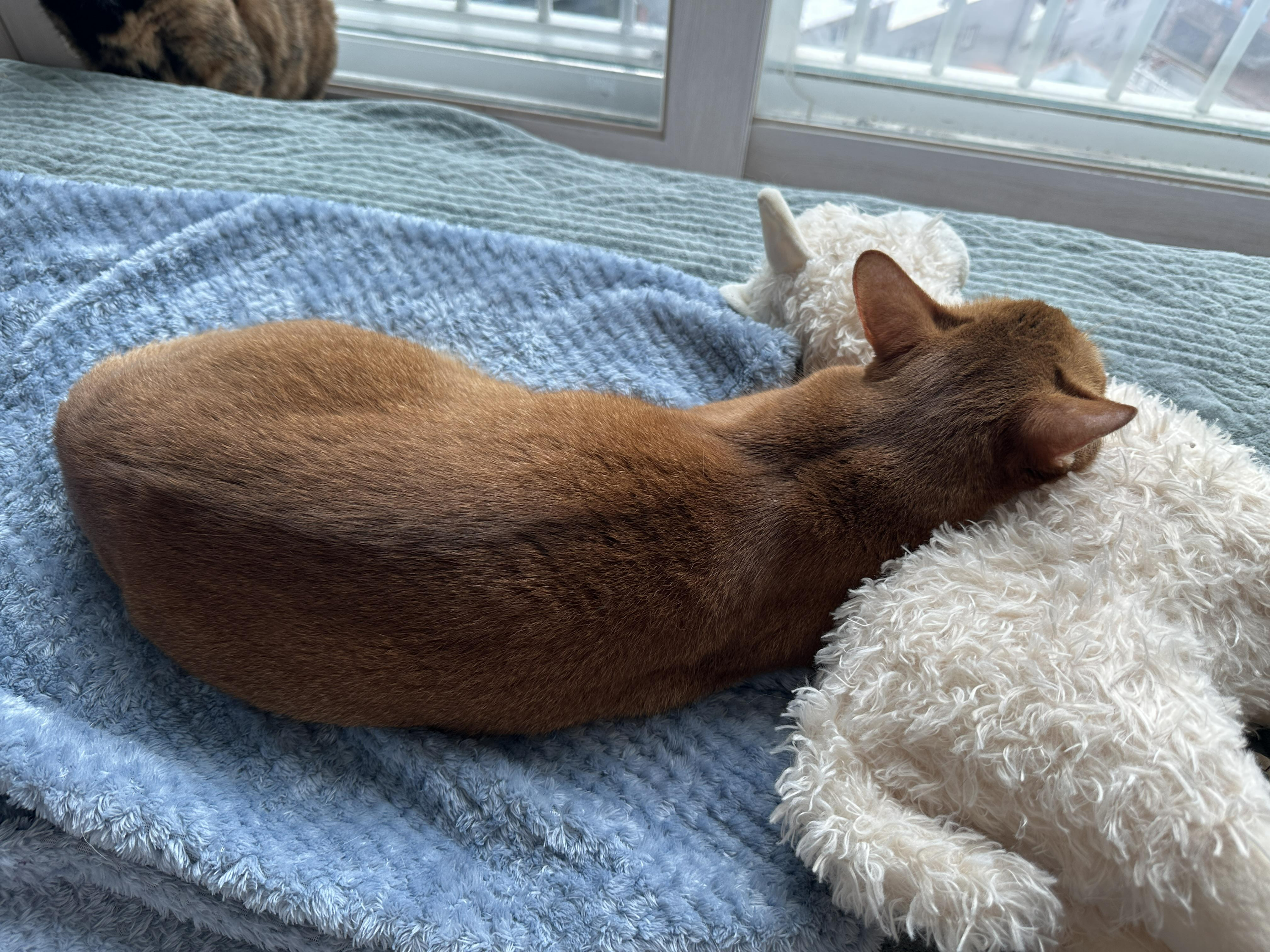 라마_인형에_기대서_자는_루나_뒷모습