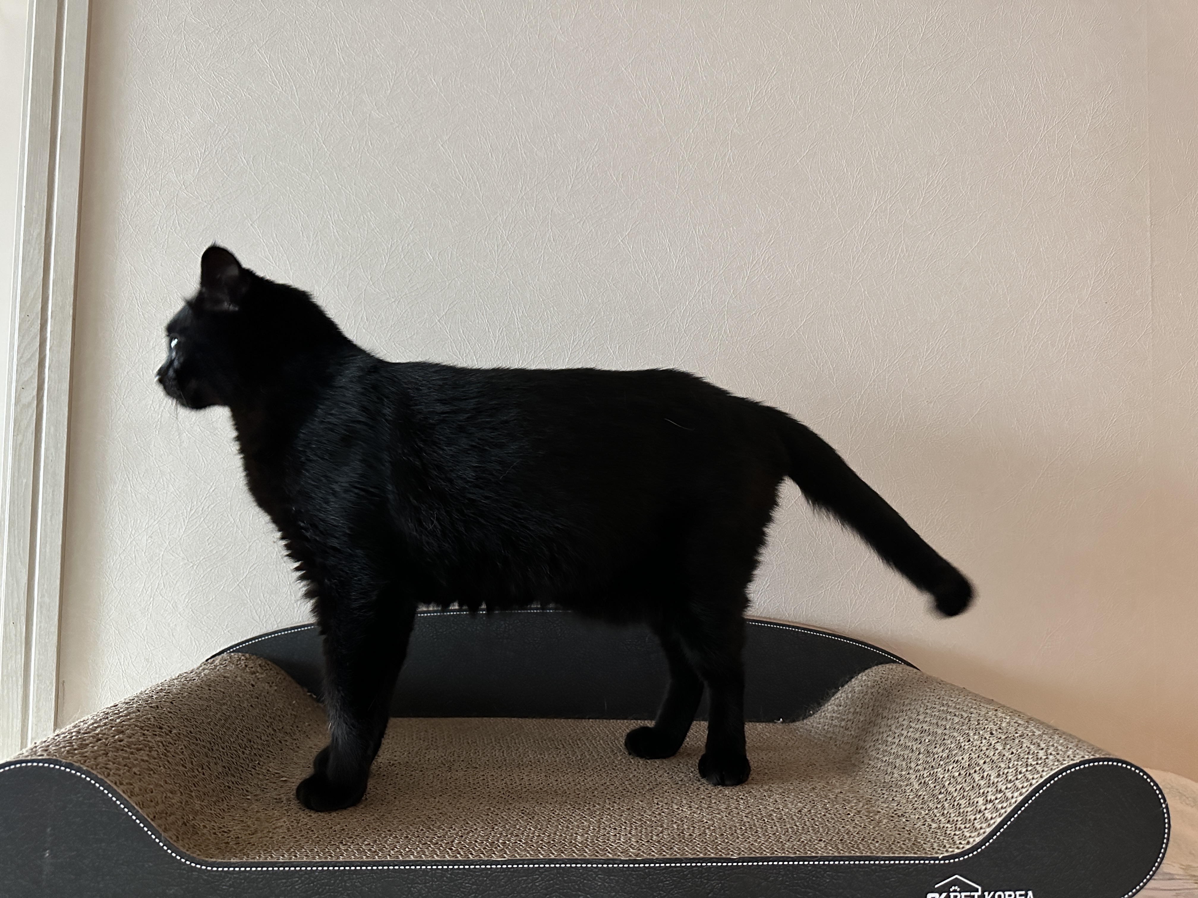 스크래쳐_위에_우뚝_선_고양이