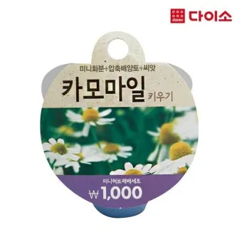 카모마일 재배 직파 심기 연속 개화 수확 건조_8