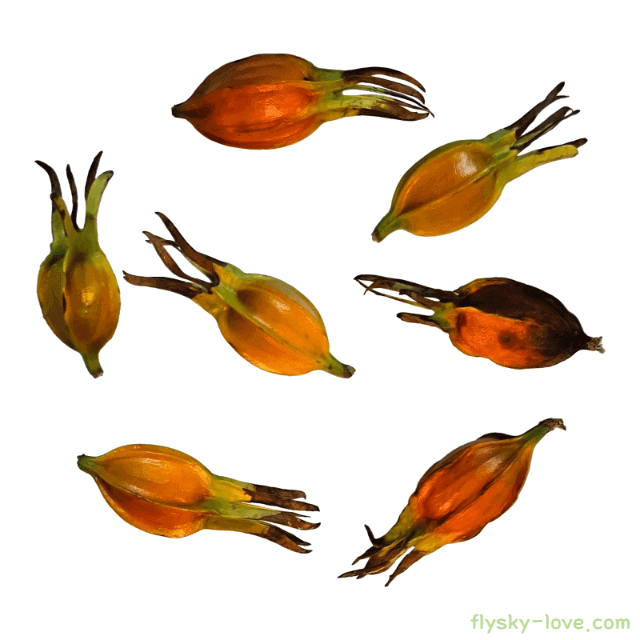 치자 고르는 법