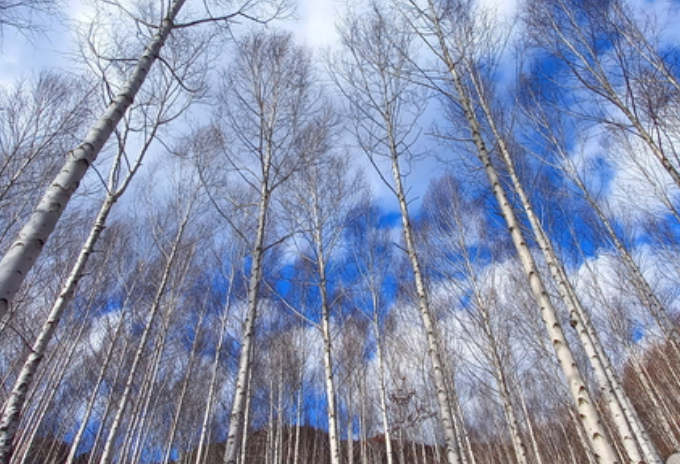 영양 자작나무숲 관련 사진