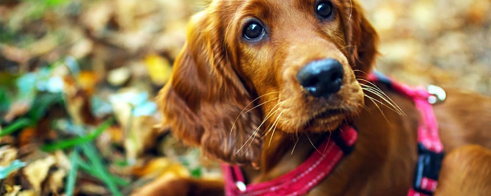 강아지 임신 증상 8