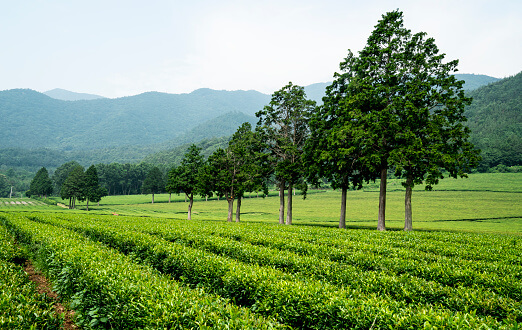 보성 녹차밭