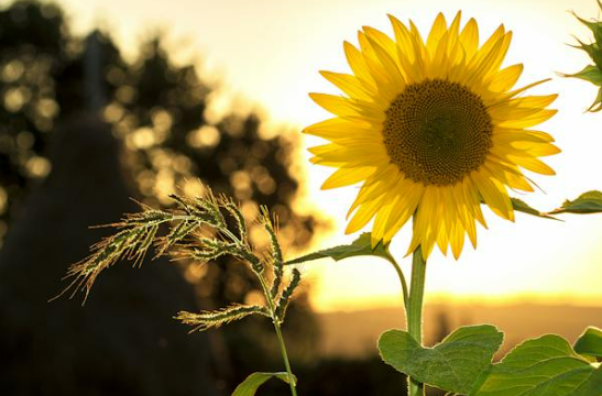 머리아플때 안아프게 하는 방법