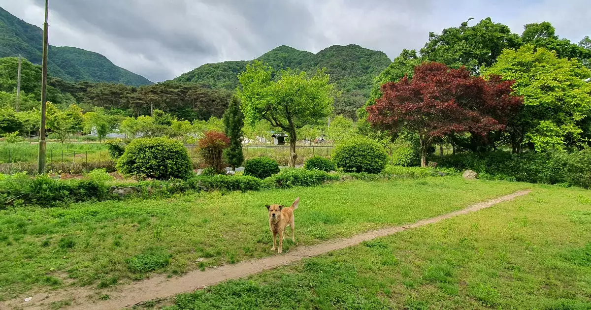 흐려지는 날씨의 신록