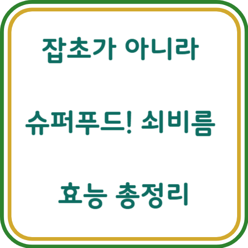 쇠비름 효능