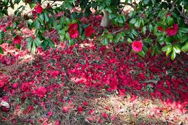 제 7회 천리포 수목원 목련 축제 특징