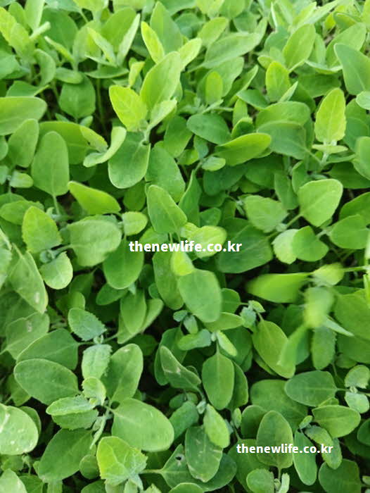 명아주 나물 효능 위장 건강 사포닌