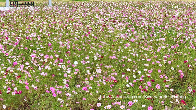 부산 근교 코스모스 천지, 대동 생태 체육공원