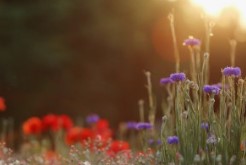 화담숲 모노레일 예약 3분 완벽 공략법