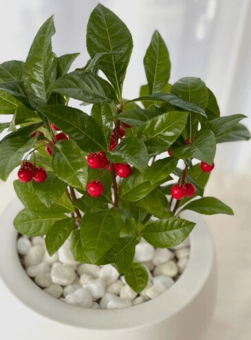 돈이 들어오는 식물