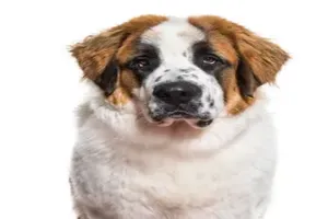 개