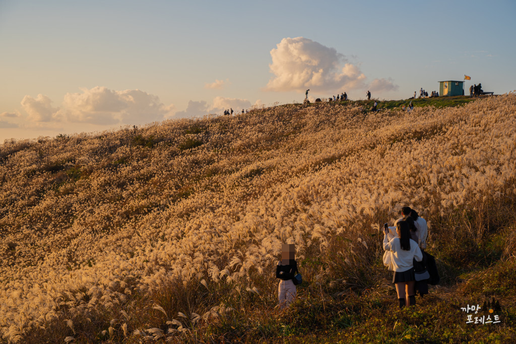 제주 금오름 억새