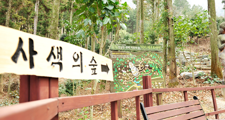 장흥 우드랜드 편백숲