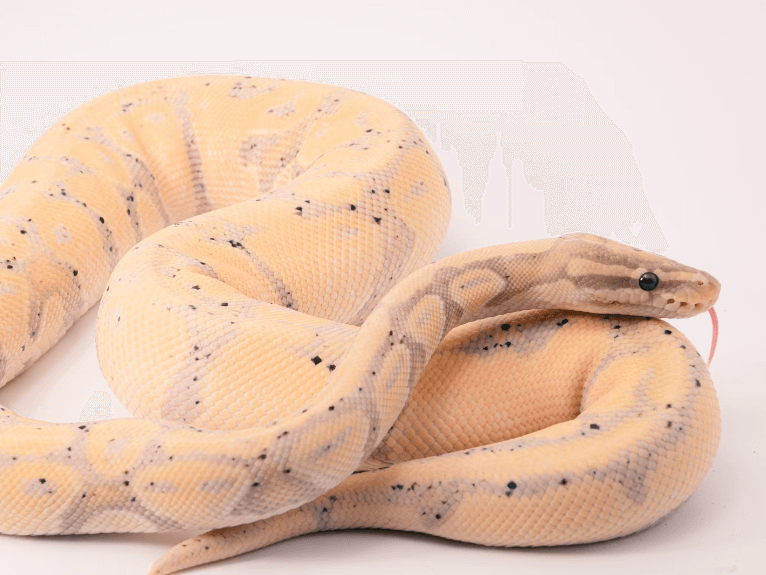 뱀 나오는 꿈 해몽