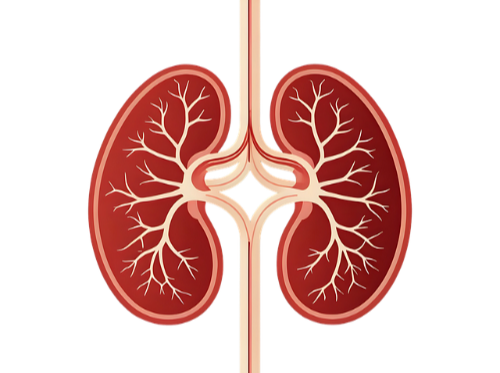 신장건강이 나빠질때 나타나는 5가지 증상